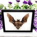 see more listings in the Bats section