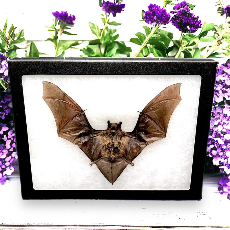 Taxidermy bat Preserved Framed Bat in Shadow Box Display natural history dead animal oddity curiosity bat bug insect zoology goth framed bat Framed