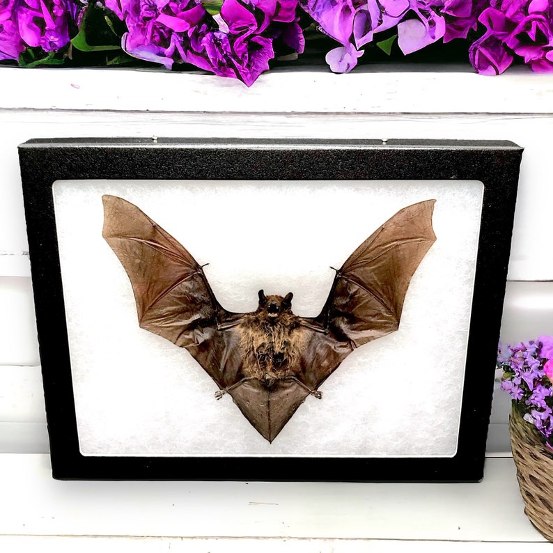 Taxidermy bat Preserved Framed Bat in Shadow Box Display natural history dead animal oddity curiosity bat bug insect zoology goth framed bat image 2