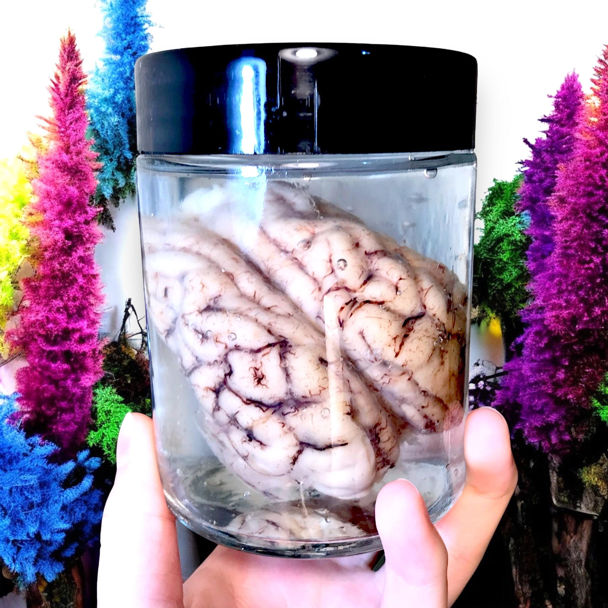 Real sheep brain Wet Specimen in Jar Dried Insect Dead Bug Taxidermy Black Wall Art Oddity Curiosities Decor Gift Novelty goth creepy horror