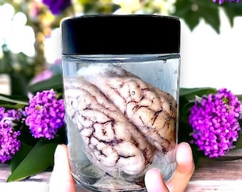 Sheep Brain Wet specimen in glass jar, Oddities collection, creepy gift, natural history, taxidermy Curiosity Witchy, taxidermy bat, weird