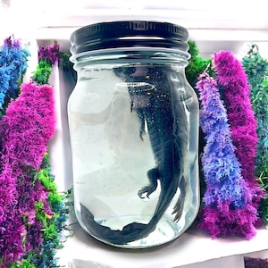 Op de afbeelding: Een donkerblauwe salamander geconserveerd in een heldere glazen pot met een zwart deksel. De pot is gevuld met een heldere vloeistof. De achtergrond bevat kleurrijke, getextureerde, kunstmatige planten in tinten paars, blauw, groen en wit.