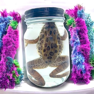 Prawdziwy mokry okaz żaby w słoiku, taksydermia, osobliwości, dekoracje, historia naturalna, wystrój gotycki