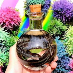 Real snake Wet Specimen in Jar Taxidermy Oddity Curiosities Decor, natural history, goth