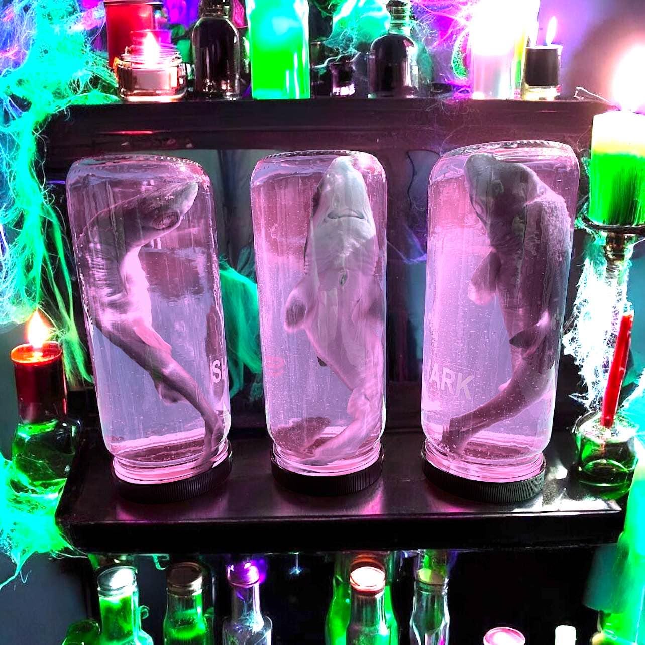 本物のかわいいサメの湿った標本が瓶に入っています。乾燥昆虫の死んだ