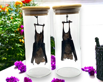 Taxidermy bat Preserved Hanging Bat in Wood Top Jar, natural history dead animal oddity curiosity bat bug insect zoology goth framed bat