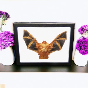 Taxidermy bat Preserved Framed Bat in Shadow Box Display natural history dead animal oddity curiosity bat bug insect zoology goth framed bat Orange Framed Kp