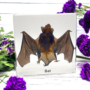 Taxidermy bat Preserved Framed Bat in Shadow Box Display natural history dead animal oddity curiosity bat bug insect zoology goth framed bat Resin Bat with text
