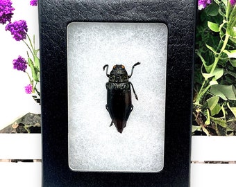 Chrysodema Radians Black Metallic Jewel Beetle Framed, Insect Specimen Oddities Entomology Taxidermy Bug Supplies animal butterfly