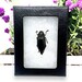 see more listings in the Insects section