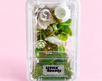 Decorated Jumping Spider Enclosure for juveniles | Naturalistic Enclosure with Moss, Plants and Flower