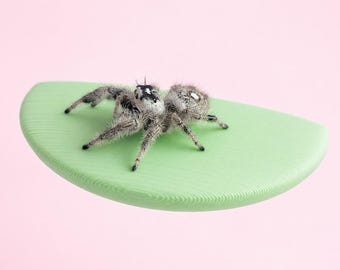 Magnetic Jumping Spider Ledges – Round Spider climbing Perch / Enclosure Decor