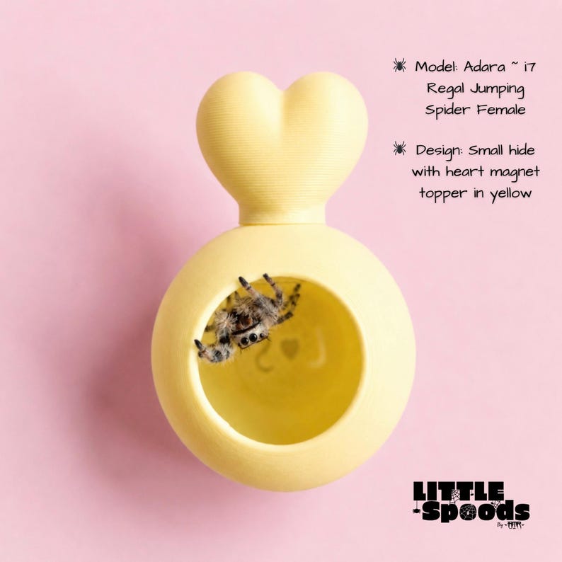 Small pastel yellow magnetic jumping spider hide with a juvenile regal jumping spider inside for size reference, shown flat in pastel pink background