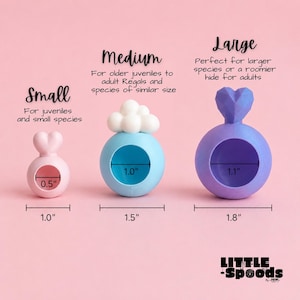 Jumping spider hide size chart showing small medium and large hide dimensions, including jumping spider cloud hide and heart hide. This chart shows the adequate size for juvenile and adult regal jumping spiders