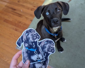 May include: A black dog with one blue eye and one brown eye sits on a green rug. Two stickers of a similar dog with a blue collar are held in front of the dog. The stickers have a blue collar and leash.