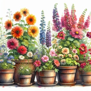 May include: A colourful floral arrangement in terracotta pots. The flowers include red, orange, yellow, pink, purple and white blooms. The pots are arranged in a row on a white background.