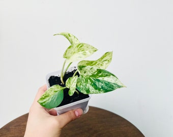 Marble Queen Pothos | Epipremnum Aureum