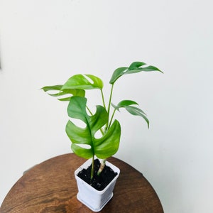 Mini Monstera | Rhaphidophora Tetrasperma | Monstera Ginny