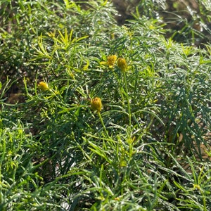 Threadleaf Coreopsis &#39;Zagreb&#39; (Live Plant)