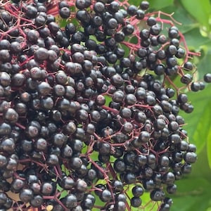 John&#39;s Elderberry (Live Plant)