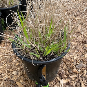 Shenandoah Switch Grass (Live Plant)