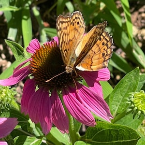 Coneflower PowWow® Wild Berry (Live Plant)