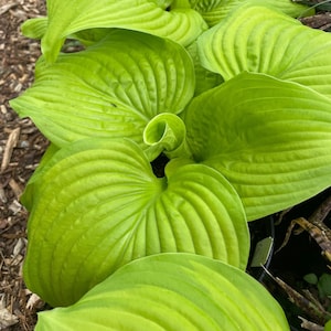 Hosta &#39;Stained Glass&#39; (Live Plant)
