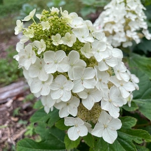 Hydrangea &#39;Munchkin&#39; (Live Plant)