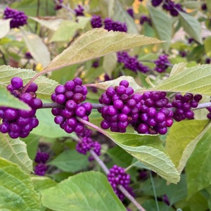 American Beautyberry (Live Plant)