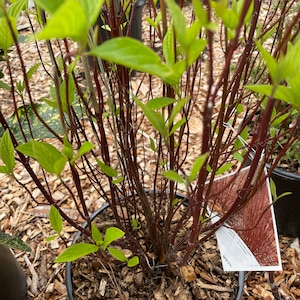 Red-Twig Dogwood &#39;Artic Fire&#39; (Live Plant)