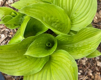 Hosta 'Stained Glass' (Live Plant)