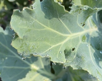 Sea Kale (Live Plant)