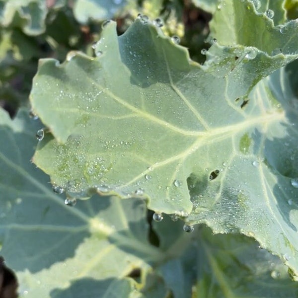 Sea Kale (Live Plant)