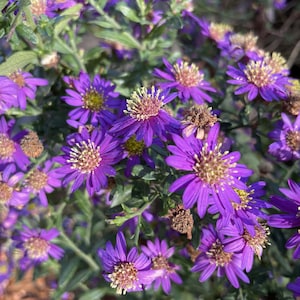 New England Aster ‘Grape Crush’ (Live Plant)