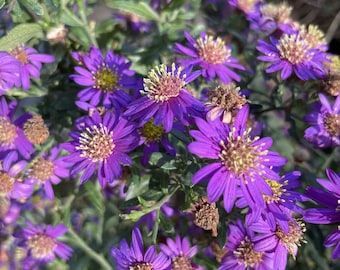 New England Aster ‘Grape Crush’ (Live Plant)