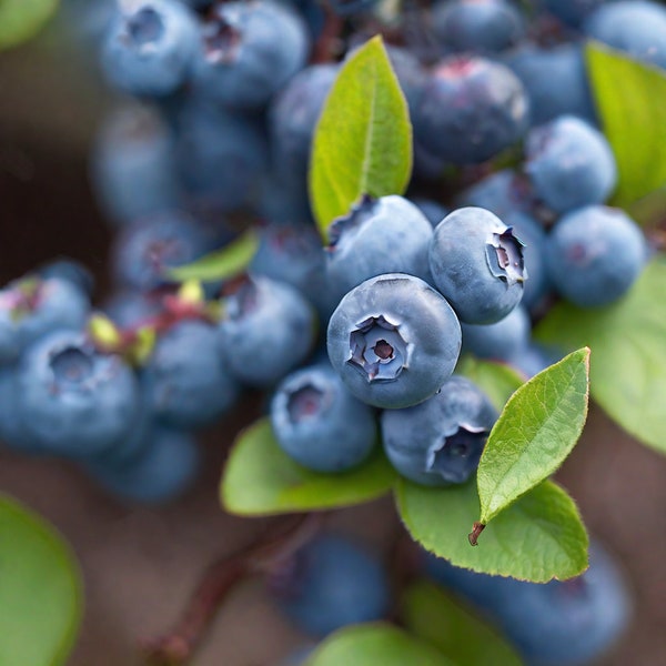 Blueberry Bush 'Sunshine Blue' (Live Plant)