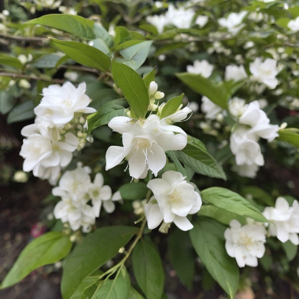 Mock Orange- Illuminati Arch® (Live Plant)