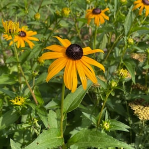 Black-Eyed Susan &#39;Goldstrum&#39; (Live Plants)