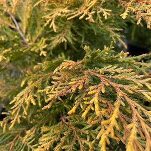 Juniper &#39;Saybrook Gold&#39; (Live Plant)