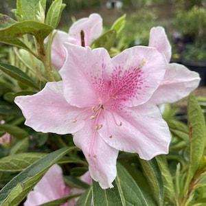 Azalea &#39;George Taber&#39; (Live Plant)