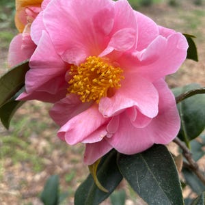 Camellia Japonica &#39;Artic Dawn&#39; (Live Plant)