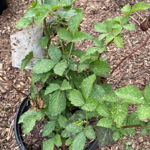 Thornless Blackberry Baby Cakes® (Live Plant)
