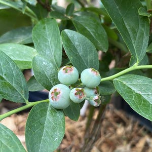 Rabbiteye Blueberry &#39;Climax&#39; (Live Plant)