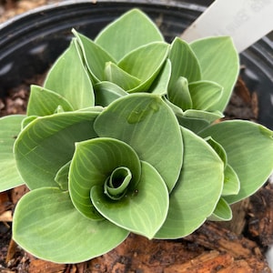 Hosta &#39;Blue Mouse Ears&#39; (Live Plant)