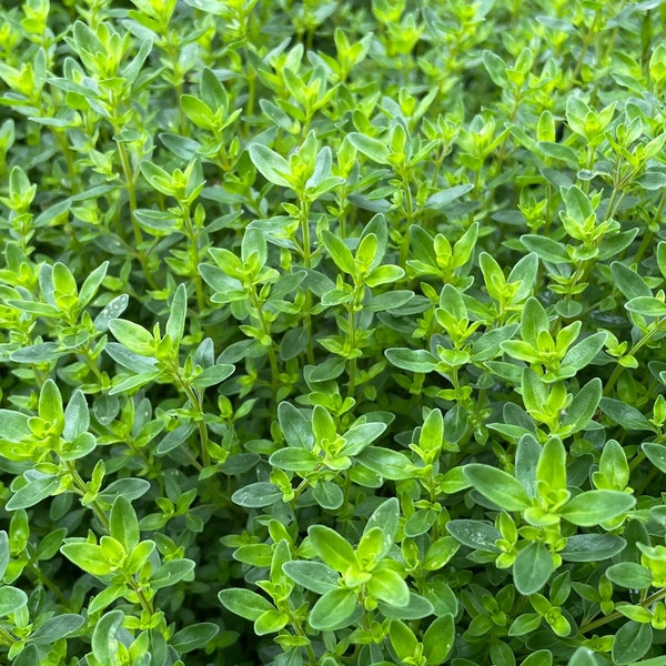 Creeping Thyme Plugs Etsy