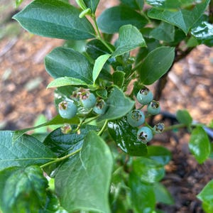 Blueberry, Rabbiteye &#39;Tifblue&#39; (Live Plant)