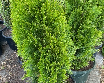 Thuja 'Emerald' (2-3 ft)