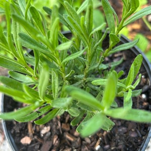 English Lavender &#39;SuperBlue&#39; (Live Plant)