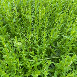 Small Skullcap (Scutellaria parvula)