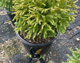 Dwarf Japanese Cedar 'Globosa Nana' (Live Plant)